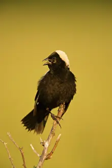 Dolichonyx: Bobolink - male, singing to declare territory