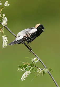 Dolichonyx: Bobolink - male on territory