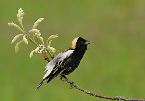 Dolichonyx: Bobolink - male on territory