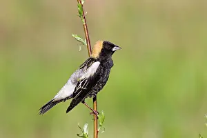 Dolichonyx: Bobolink male on territory in Connecticut in May