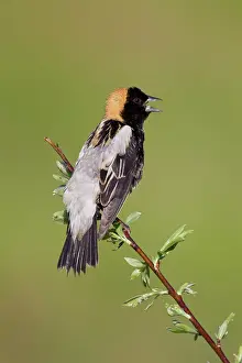 Dolichonyx: Bobolink male on territory in Connecticut in May