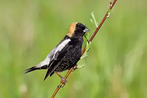 Dolichonyx: Bobolink male on territory in Connecticut in May