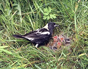 Scotia: Bobolink male with young
