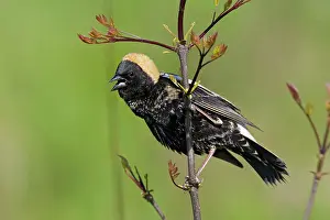 Dolichonyx: Bobolink - singing male on territory