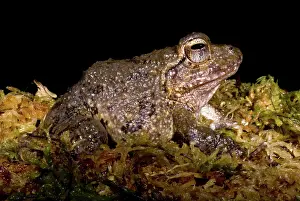 Robber: Bob's Robber Frog