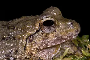 Robber: Bob's Robber Frog