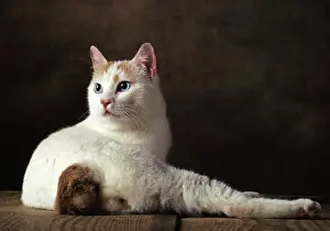 Yann Arthus-bertrand: BOBTAIL JAPANESE CAT- WHITE & RED