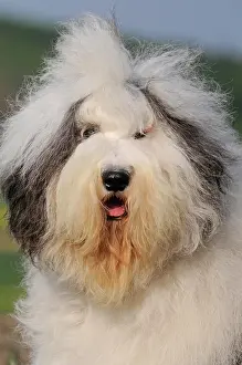 Bobtail: Bobtail, Old english Sheepdog, animal portrait