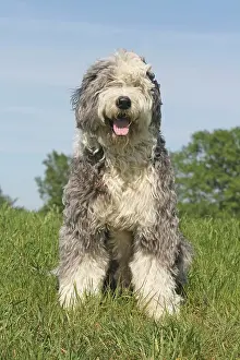 Bobtail: Bobtail sitting on a meadow