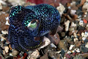 Euprymna: Bobtail Squid
