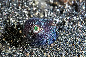 Bobtail: Bobtail squid (Sepiolida), Lembeh strait, Indonesia