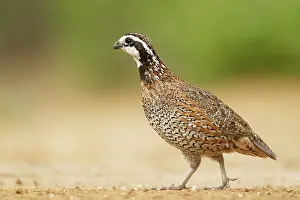 Bobwhite: Bobwhite - male