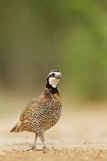 Bobwhite: Bobwhite - male