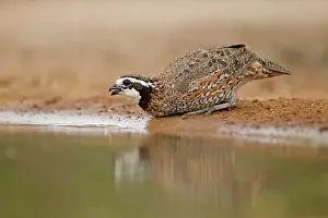 Bobwhite: Bobwhite - male drinking