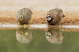 Bobwhite: Bobwhite - pair drinking