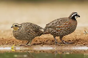 Bobwhite: Bobwhite - pair at drinking pool