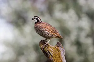 Bobwhite: Bobwhite Quail