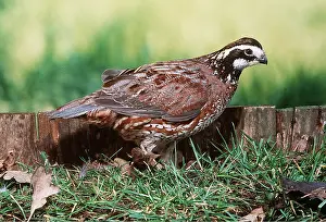 Quails: BOBWHITE QUAIL - male, on ground