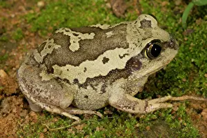 Leptopelis: Bocage's Frog - adult