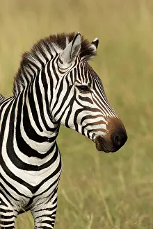 Burchells: Boehmi, Bohms zebra, Plains Zebra (Equus burchellii)