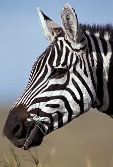 Boehmi: Boehm's / Grant's Zebra