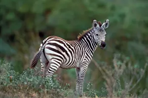 Boehmi: Boehm's / Grant's Zebra