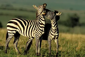 Boehmi: Boehm's / Grant's Zebra - two