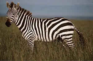 Zebras: BOEHM'S / GRANT'S ZEBRA -