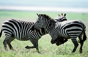 Boehmi: Boehm's / Grant's Zebra - fighting