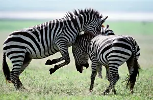 Boehmi: Boehm's / Grant's Zebra - fighting