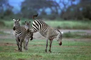 Boehmi: Boehm's / Grant's Zebra - fighting