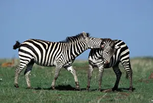 Boehmi: Boehm's / Grant's Zebra - fighting