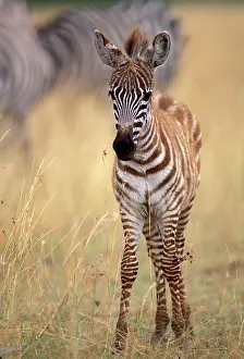 Boehmi: Boehm's / Grant's Zebra - foal