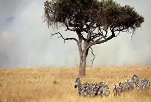 Wildfire: Boehm's / Grant's Zebra - herd with fire and smoke behind