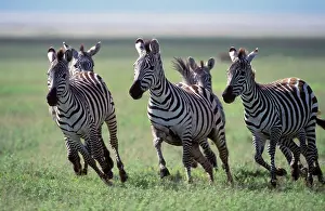 Boehmi: Boehm's / Grant's Zebra - herd running