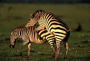Boehmi: Boehm's / Grant's Zebra - pair mating