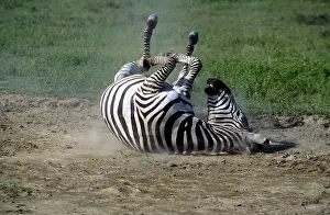 Boehmi: Boehm's / Grant's Zebra - rolling