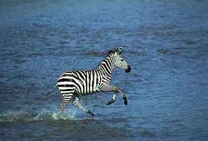 Boehmi: Boehm's / Grant's Zebra - running through water