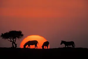 Boehmi: Boehm's / Grant's Zebra - at sunset