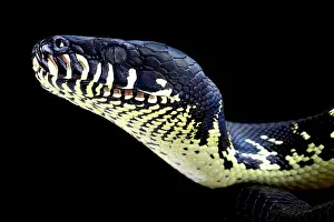 Python: Boelen's python ( Morelia boeleni), Papua New Guinea
