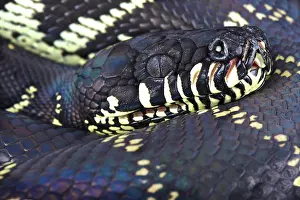 Python: Boelen's python ( Morelia boeleni), Papua New Guinea