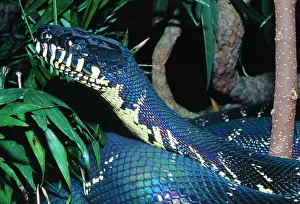 Papua: Boelen's Python - A recent discovery in Papua New Guinea