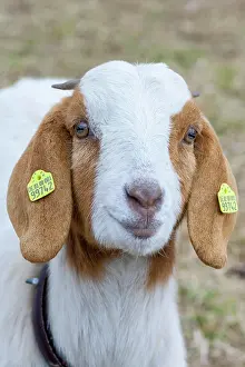 Tags: Boer domestic goat (Capra aegagrus hircus) ear tags