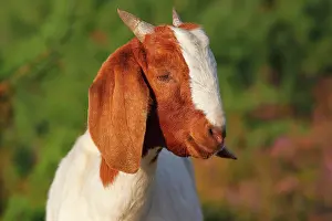 300517: Boer goat, robust goat breed for extensive landscaping