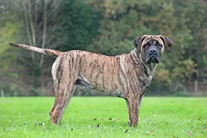 Boerboels: Boerboel dog - adult
