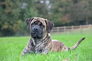 Boerboels: Boerboel dog - adult