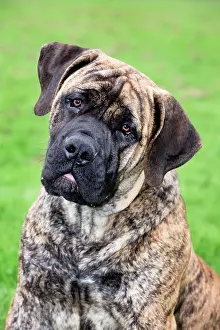 Boerboels: Boerboel dog - adult