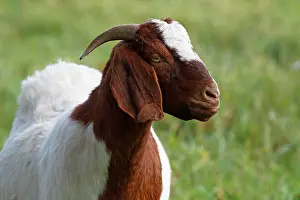 Aegagrus: BoersDomestic Goat (Capra aegagrus hircus) animal