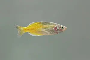 Boeseman's Rainbow fish - side view