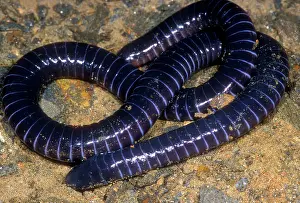 Goias: Boettgers Caecilian